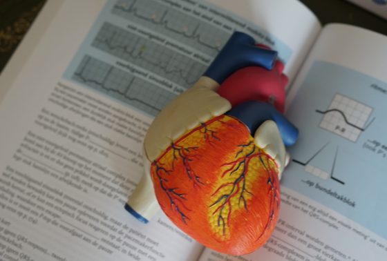 Fake model of a heart on top of a textbook